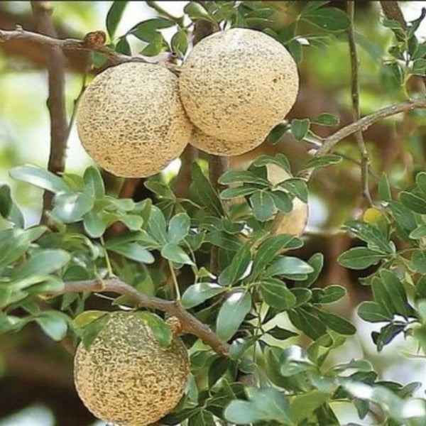 Wood Apple Live Plant | jaihindnursery Fruit Tree