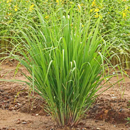 Lemongrass Live Herb Plant for Garden