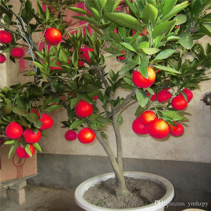 Red Nimbu Live Fruit Plant Lemon Tree