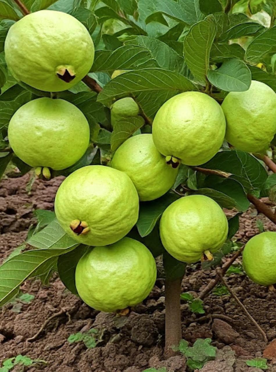 buy guava plant online India