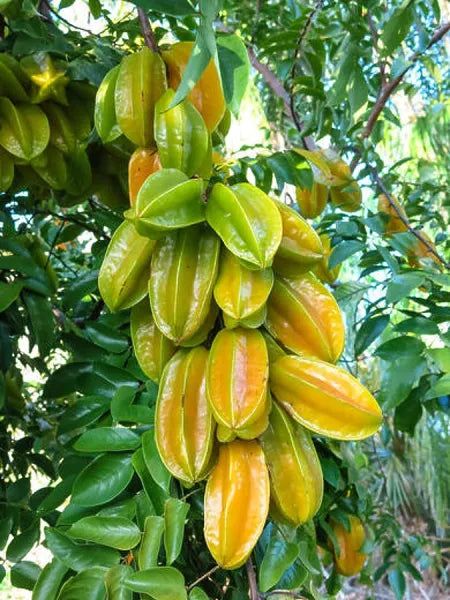 Star fruit